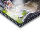 Anhinga at lunch Acrylic print