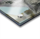 Gorilla Acrylic print