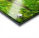  Reflections of sandhill crane  Acrylic print