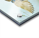 Colorful Wood duck landing Acrylic print