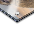  Barbary Macaques Monkey Acrylic print