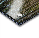 Stand of Pines Acrylic print