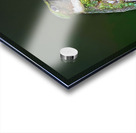 Ruby-throated hummingbird Acrylic print