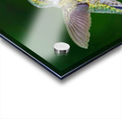 Hummer on flower Acrylic print