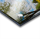 A crowd of dandelion Acrylic print