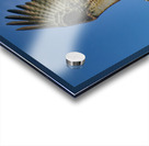 Big wing osprey Acrylic print