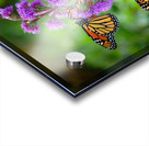 Monarch on Blazing Star Acrylic print