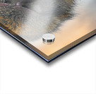 Barbary Macaques monkey Acrylic print