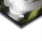 Egret in the Everglades Acrylic print