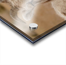 Dual big horns Acrylic print