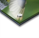 Tree swallow home Acrylic print