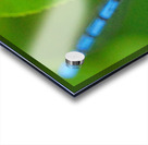 Damselfly and bee Acrylic print