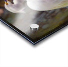 Great egret in Everglades Acrylic print