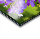 Bee on a lupin Acrylic print