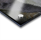 Black bear dinner Acrylic print