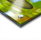 Scarlet Swallowtail Butterfly Acrylic print