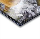 Dinner for grizzly  Acrylic print