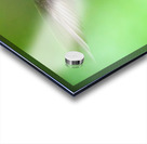 Male Ruby Hummer Acrylic print