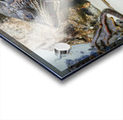 New Zealand fur seals Acrylic print