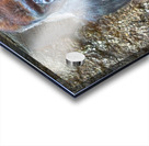 Lowland gorilla Acrylic print