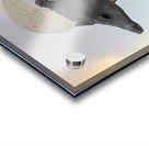 Trumpeting swan Acrylic print