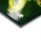 Goldfinch in tree Acrylic print