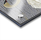 Trumpeter Swans Acrylic print