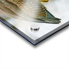 Green heron feeding Acrylic print