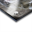 Spider monkey Acrylic print