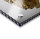 Tree frog Acrylic print