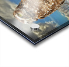 Pygmy Owl Acrylic print