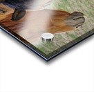 Washington horses Acrylic print