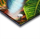 Common blue morpho Acrylic print