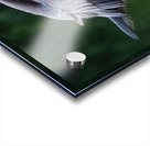 Blue heron landing Acrylic print