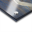 Wide wings of swan Acrylic print