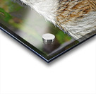 Wolf in the wild Acrylic print