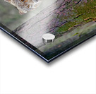 Call of the wild  Acrylic print