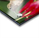 Hummer in the red Acrylic print