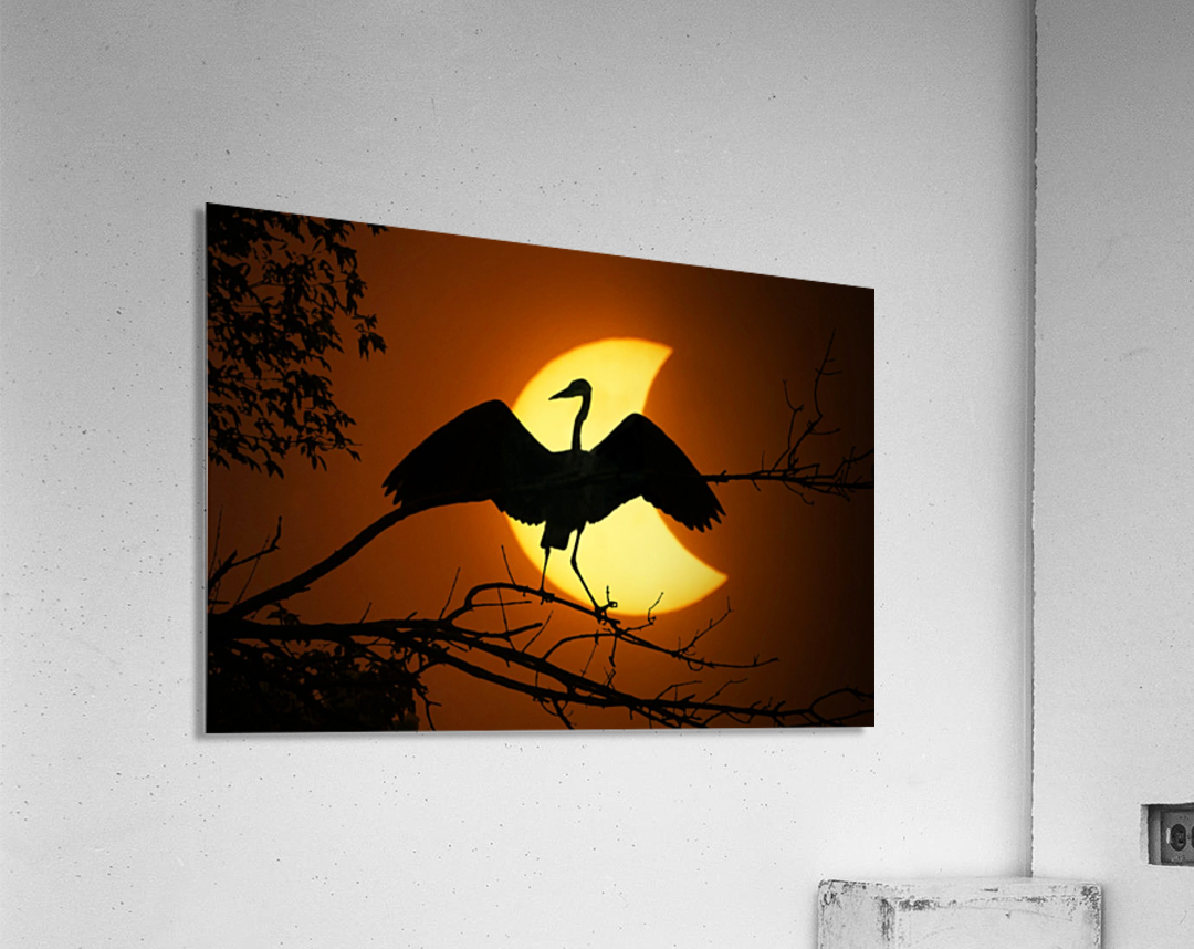 Egret Eclipse  Acrylic Print 