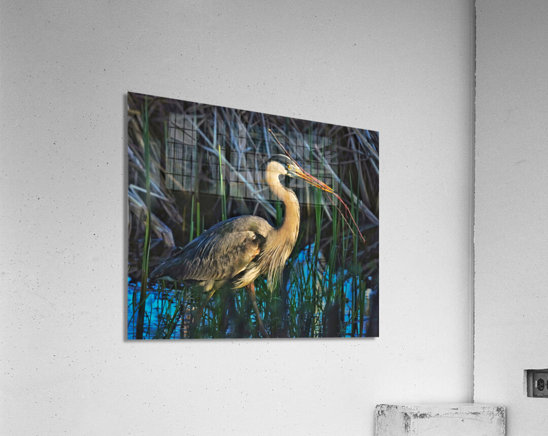 Heron in the morning Acrylic Print