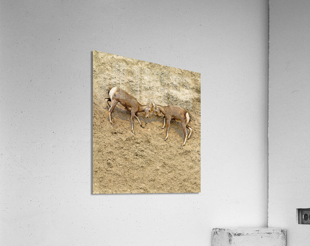 Jousting Big Horn Sheep Acrylic Print