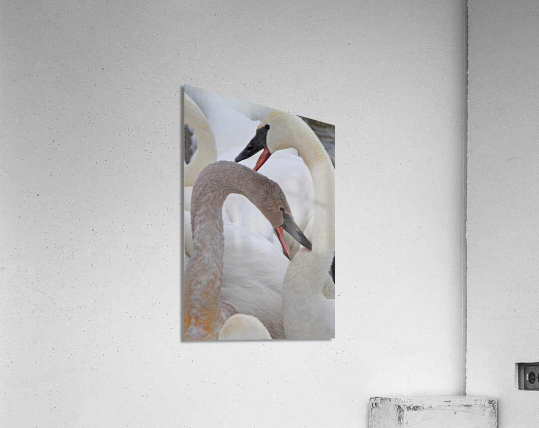 Pecking Trumpets Acrylic Print