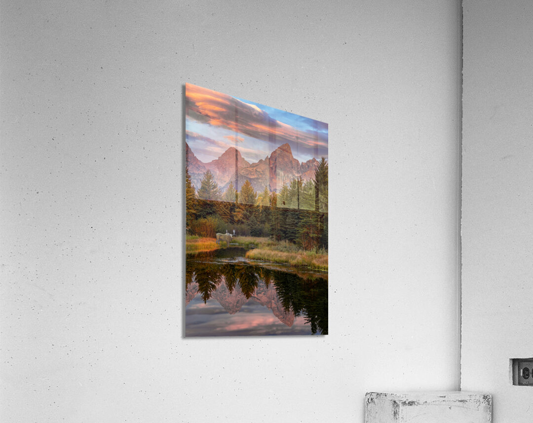 Moose in the Morning Acrylic Print