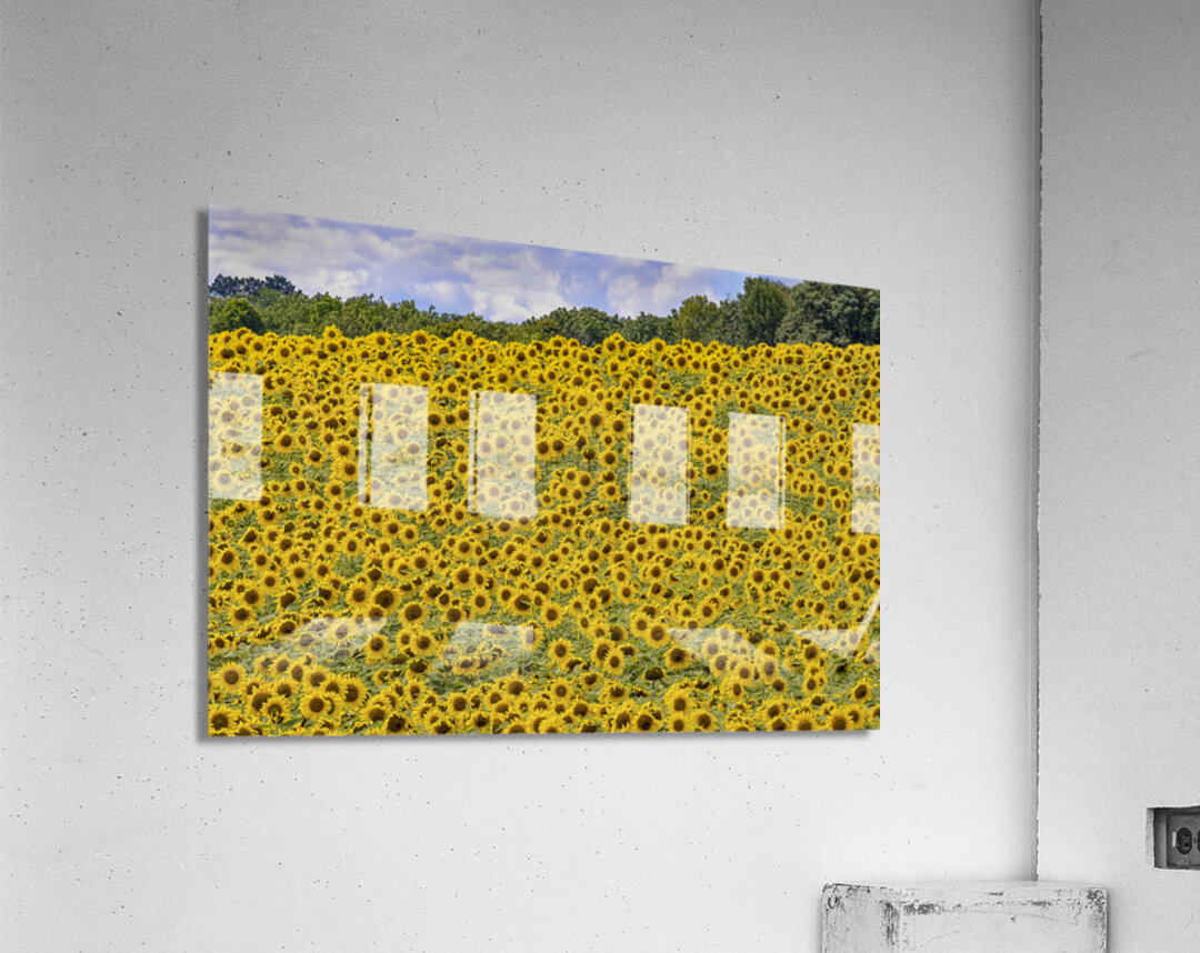 Flower fields Acrylic Print