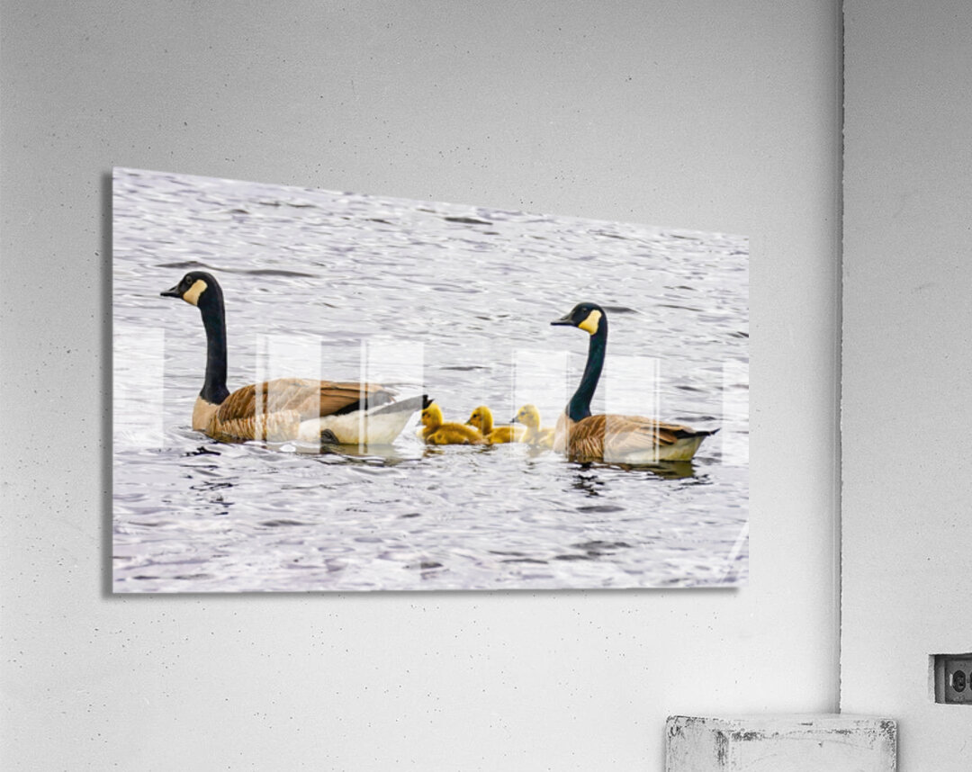 Swimming lessons Acrylic Print