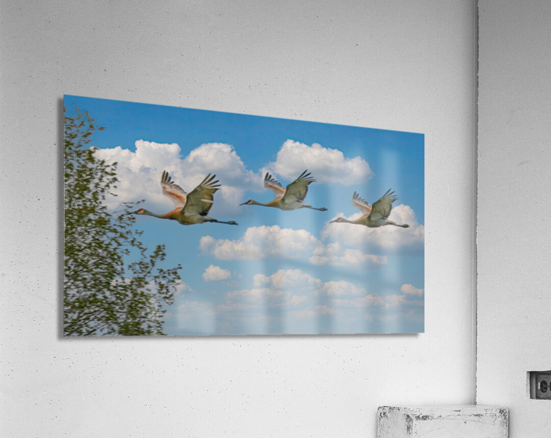 Three cranes a crusin Acrylic Print