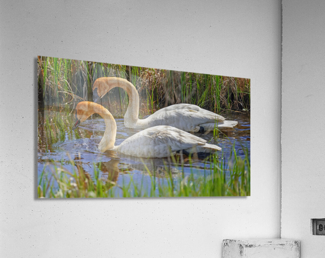 Two swans a swimming Acrylic Print