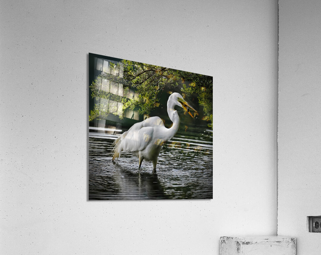 Just lunch  Acrylic Print