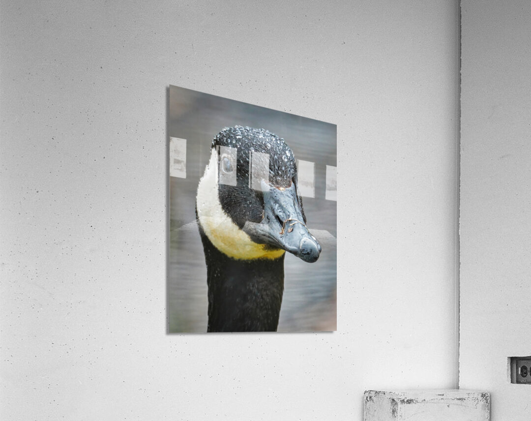 No sweat  Acrylic Print