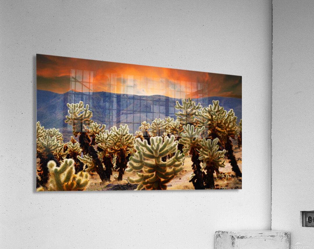 Prickly teddybear cholla Acrylic Print